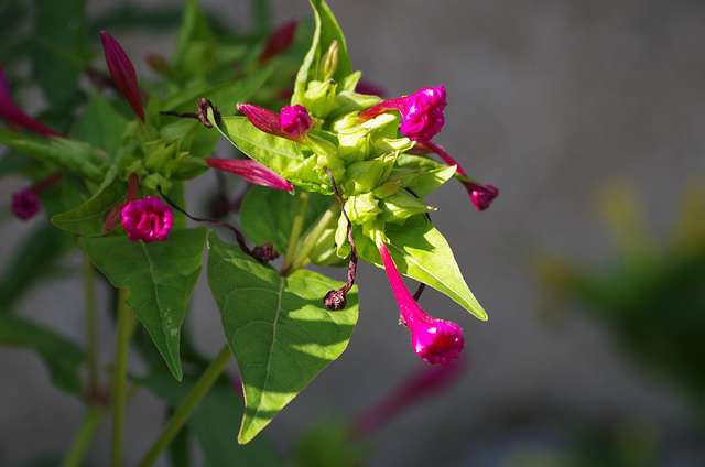 fleur de tabac d'ornement