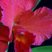 Sophrolaeliocattleya Circle of Life