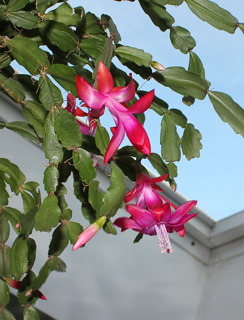 Schlumbergera russelliana (2)