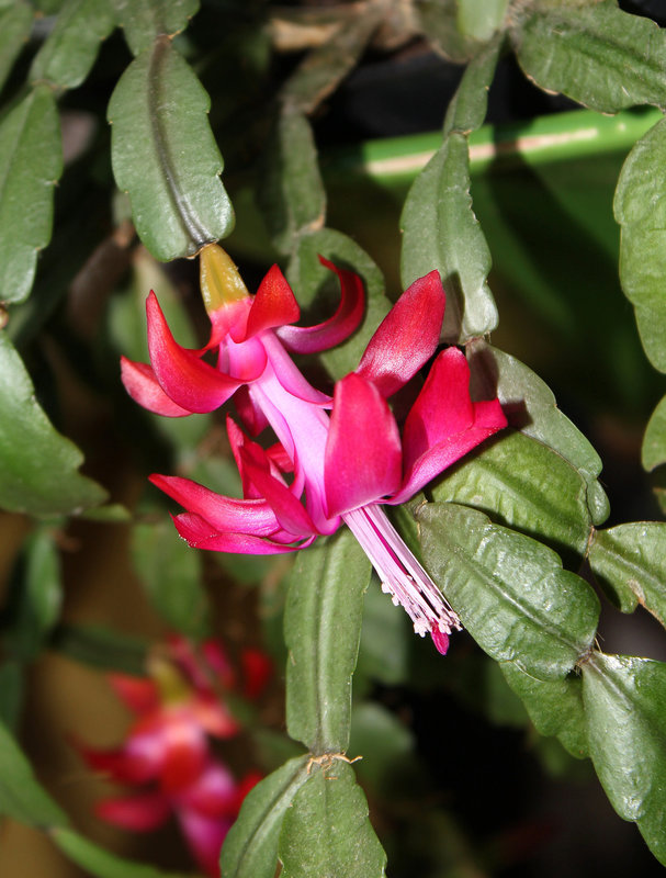 Schlumbergera russelliana