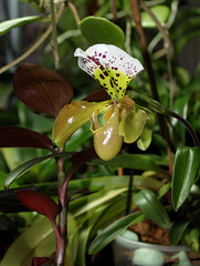 Paphiopedilum boliviana