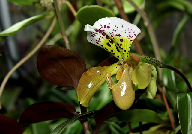 Paphiopedilum boliviana  (2)