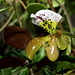 Paphiopedilum boliviana  (2)