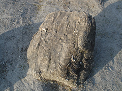 Blocs de Dolomie / Roches fossilifères - fossiliferous rocks.