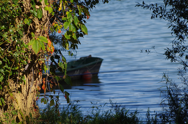 ballade sur les bords de Saône