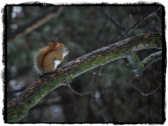 Red squirrel's Winter tale