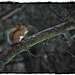 Red squirrel's Winter tale