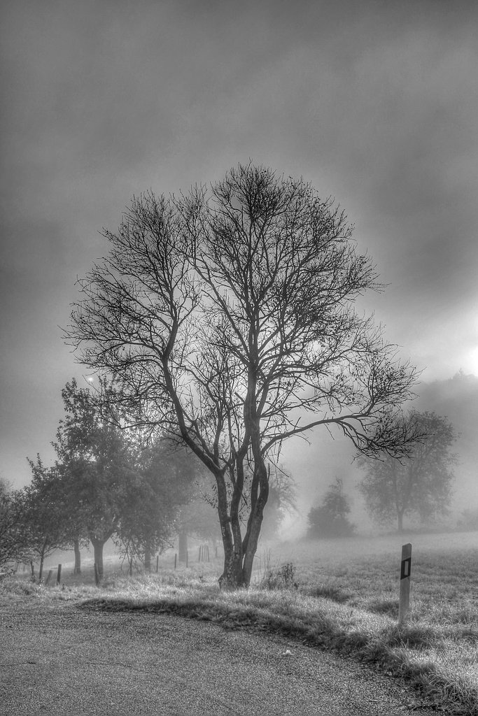 Misty Morning - Nebliger Morgen (120°)