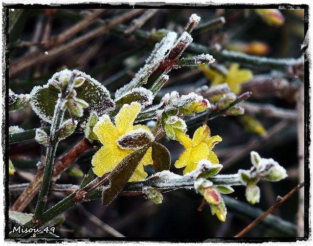 MON JARDIN