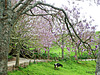 Cow under Jacaranda trees