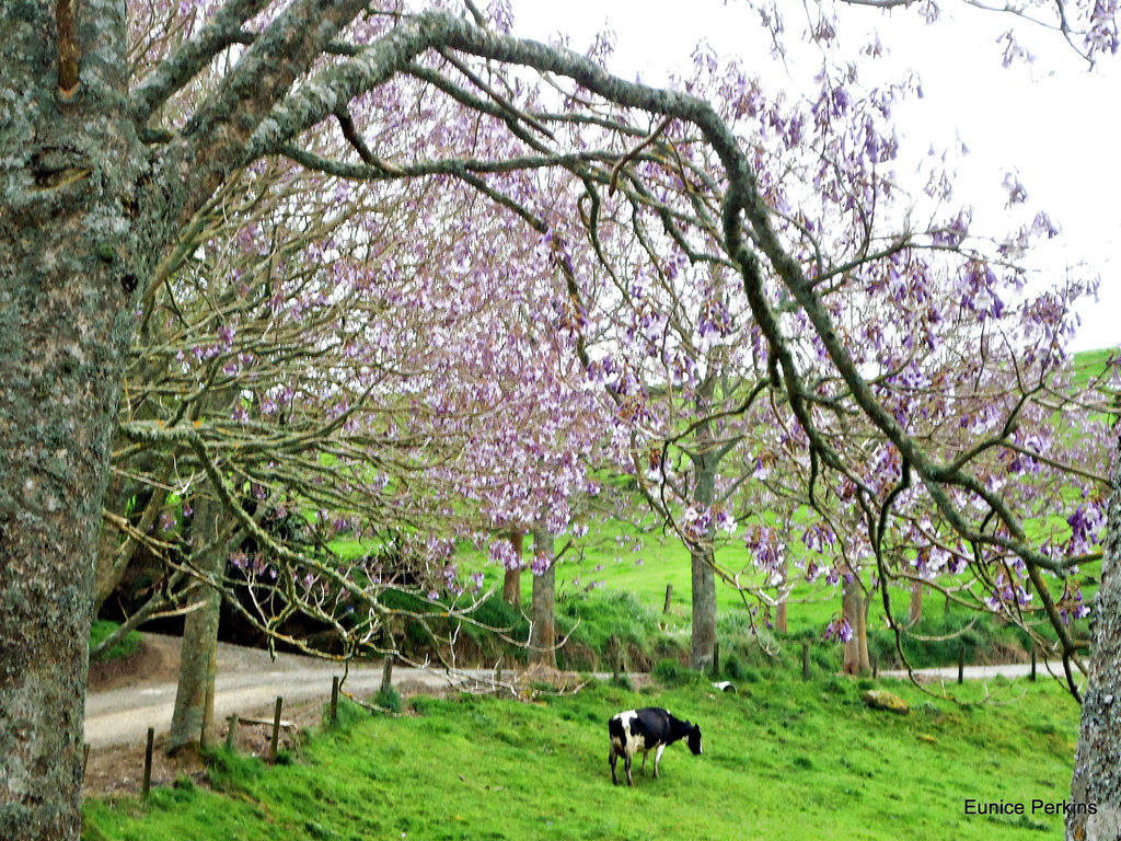 Cow under Jacaranda trees