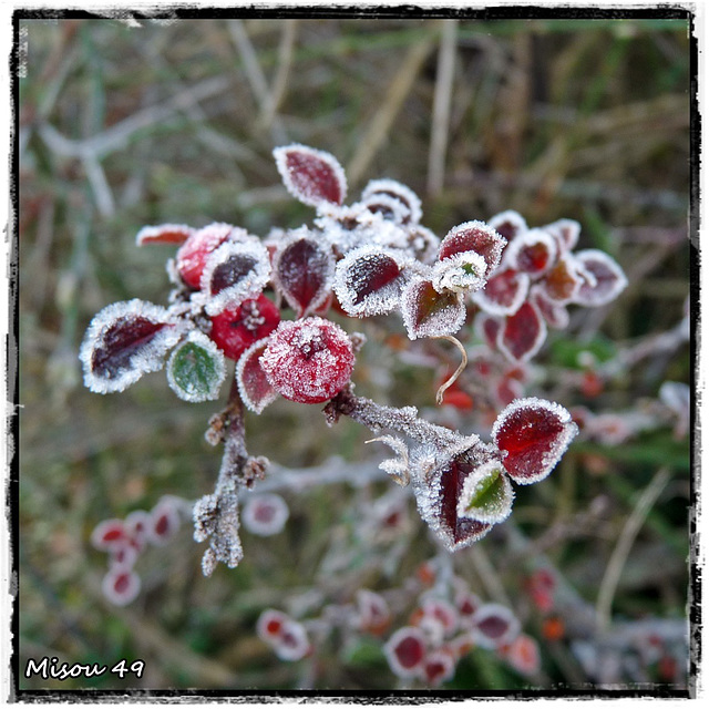 MON JARDIN