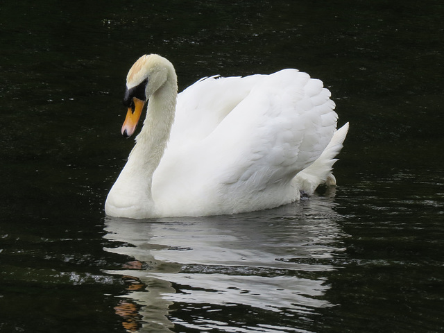 swan