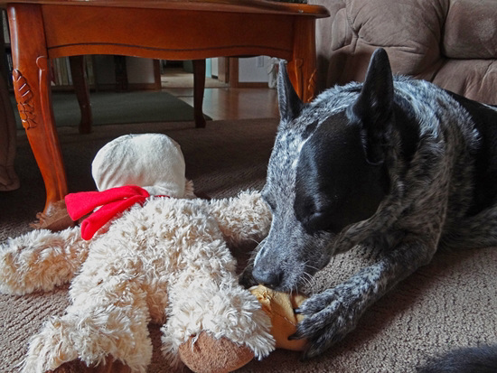 Quiet ! ~ Shhhh ! ~Flicka Christmas Day 2013