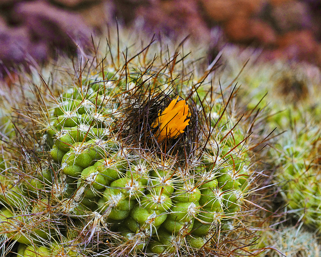 Parodia Comparapana – Botanical Garden, Montréal, Québec