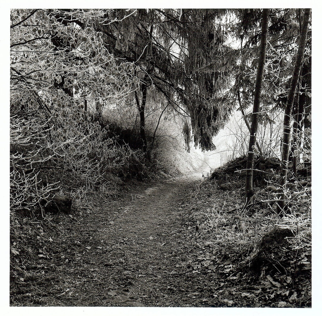 Waldweg