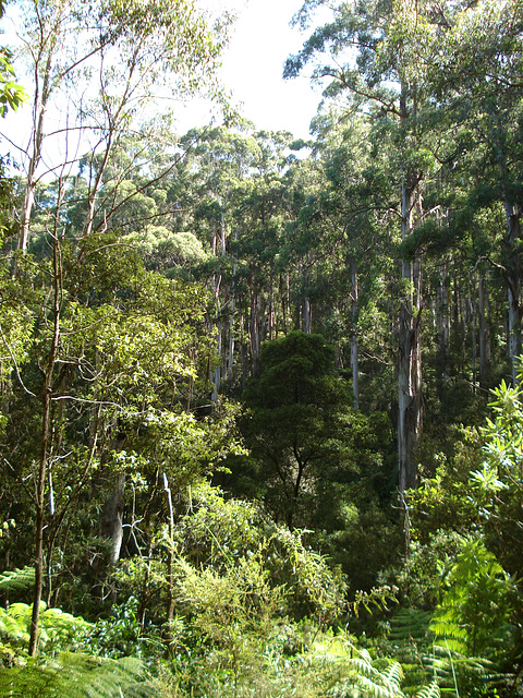 Otways temperate rainforest