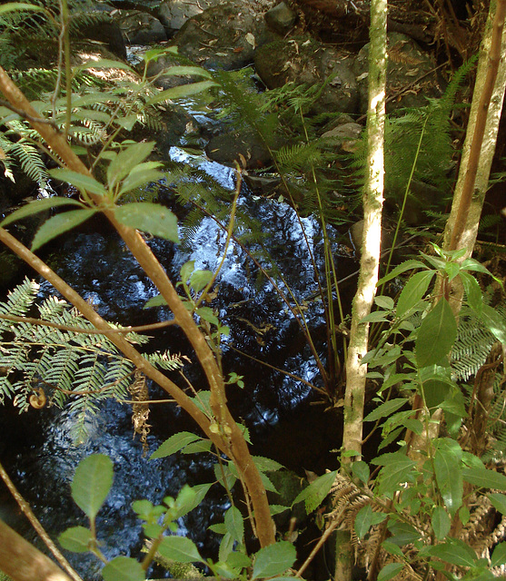 little brook in the woods