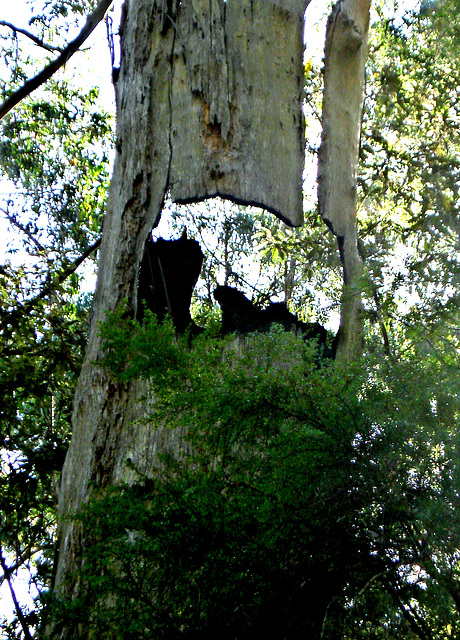 Nolanesque Ned Kelly Tree