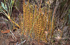 Another climbing Sundew species