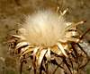 Thistle