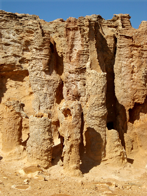 "Petrified forest", Cape Bridgewater_2