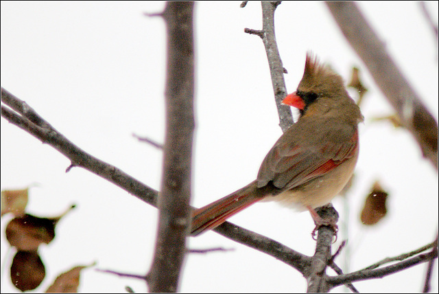 Female Cardinal