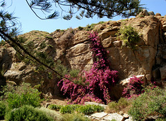 Bougainvillea on the rocks