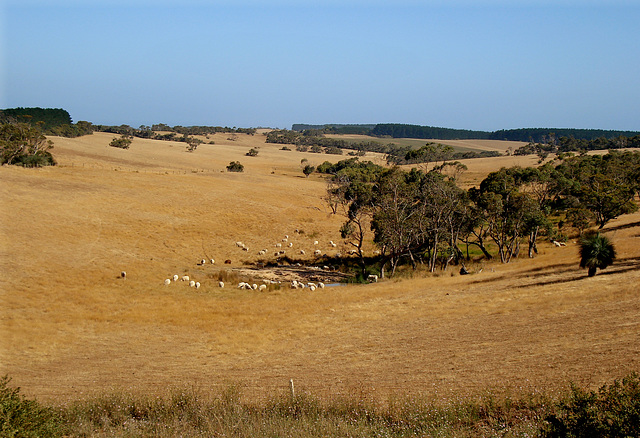 Australian pastorale_2