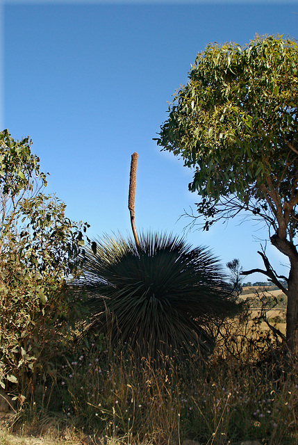 Yacca or Grass Tree_1