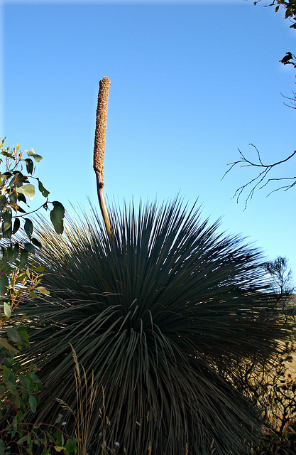 Yacca or Grass Tree_2