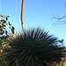 Yacca or Grass Tree_2