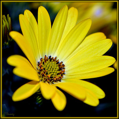 Osteospermum