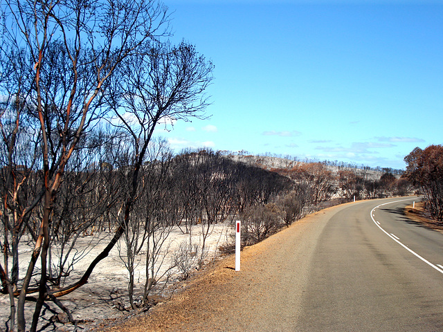 after the bushfires_1