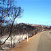 after the bushfires_1