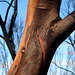 burnt mallee tree trunk after the bushfires