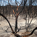 after the bushfires_2