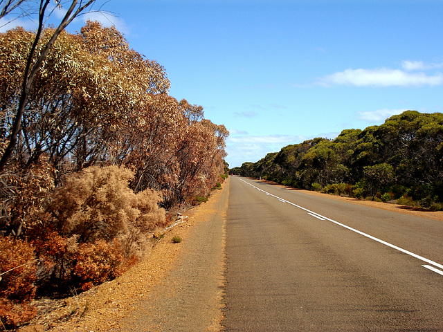 after the bushfires_2