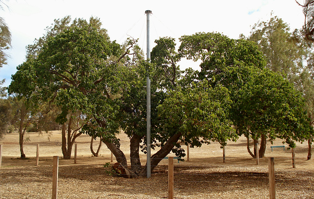 171 year old Mulberry tree pioneer