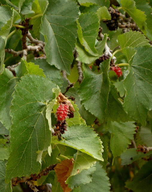 Mulberries