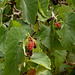 Mulberries