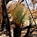 Grass tree survivor