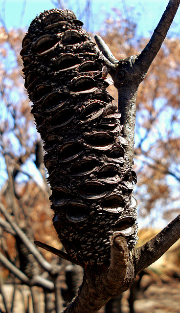 charred banksia seed pod_1