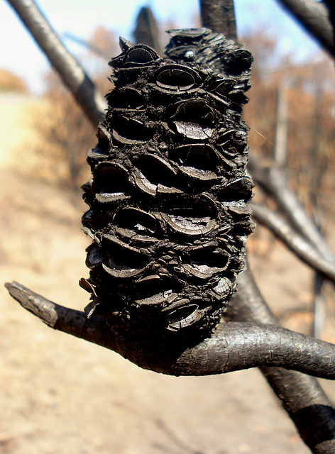 charred banksia seed pod_2