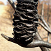 charred banksia seed pod_2