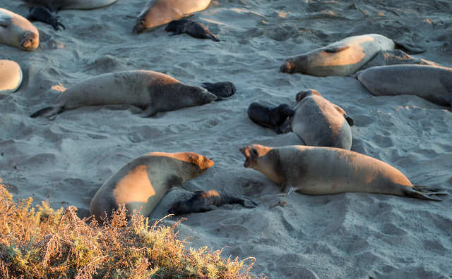 CA-1 Piedras Blancas Elephant Seals (1165)