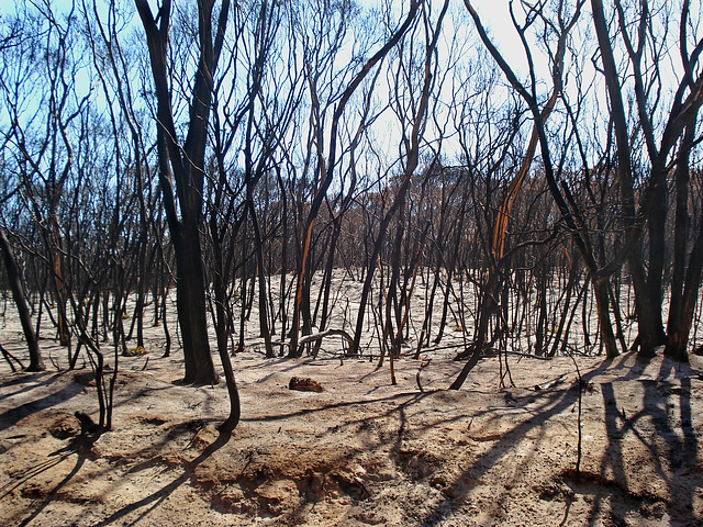 ash-covered landscape with burned trees ash-covered landscape with burned trees
