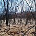 ash-covered landscape with burned trees