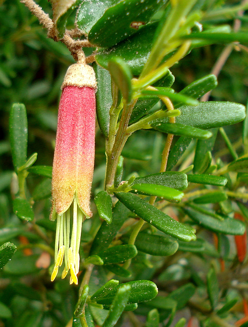 Kangaroo Island correa_1