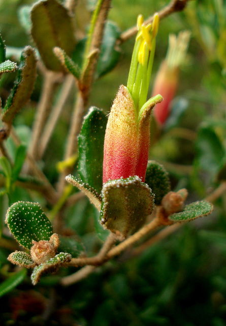 Kangaroo Island correa_2